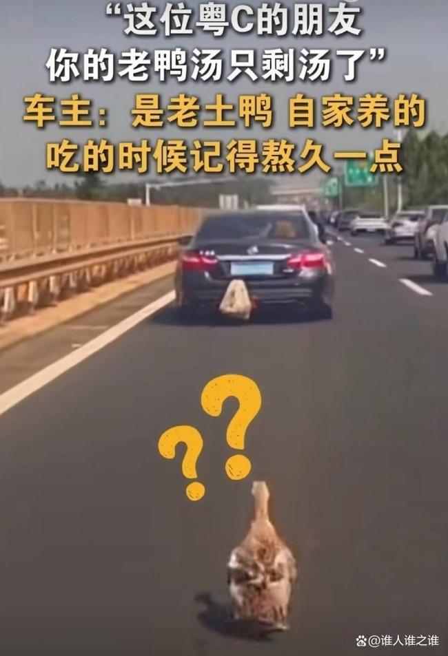返程路上挂车外的鸭子一路“助力” 鸭子“越狱”惊险又搞笑