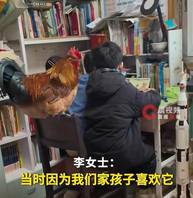 大公鸡从年货逆袭成宠物 成为家庭一员
