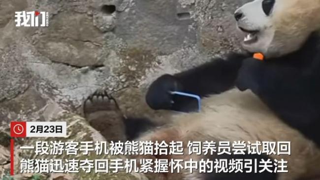 熊猫紧抱手机不让责任主说念主员取回 萌态引旅客轻柔