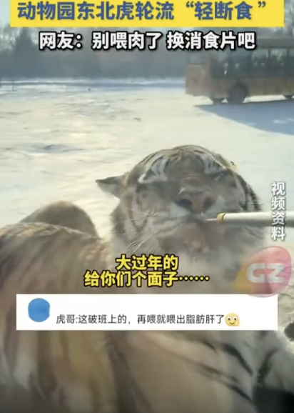 东北虎被喂太撑叼肉条扭头吐掉 真吃不动了！