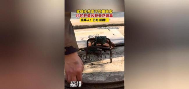 孩子被蜇意外发现水井有巨大蜂巢