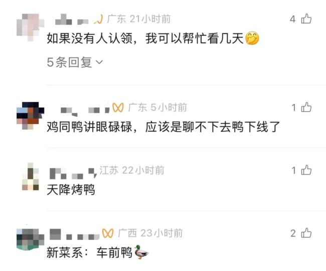 高速路上活鸭子掉落 车主提醒熬久点 天降烤鸭引发热议