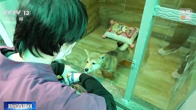 宠物经济成春节消费亮点 寄养托运双火爆