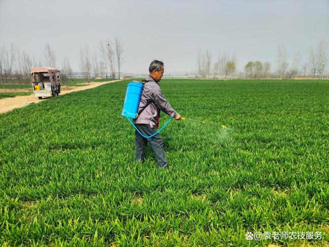 小麦返青时先浇水还是先打除草剂 管理顺序需知