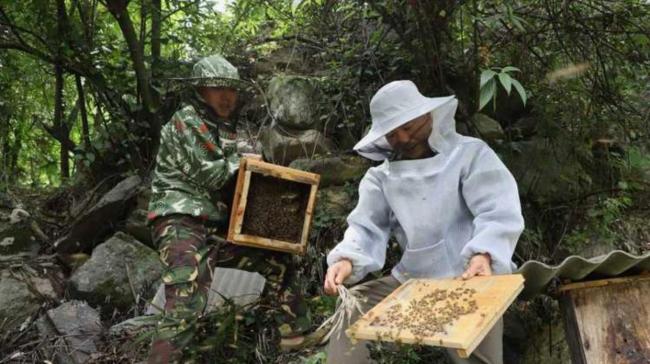 孩子被蜇意外发现水井有巨大蜂巢 废弃井中藏甜蜜秘密