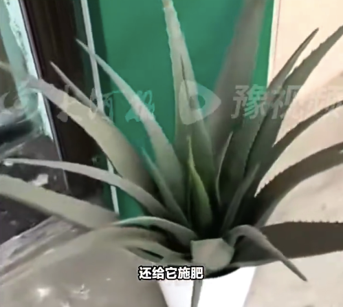 男子悉心照料三年的芦荟竟然是塑料的