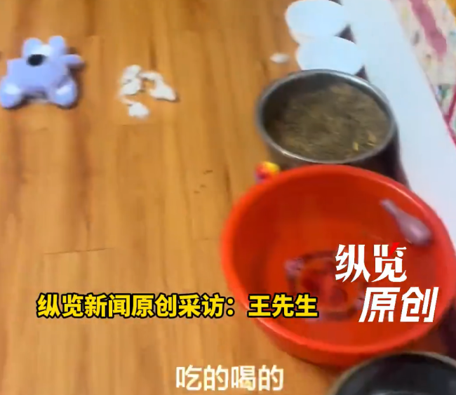 春节狗狗独平稳家主东说念主回想惊呆了 就怕的整洁现场