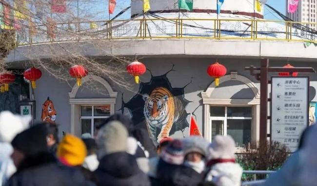 东北虎林园回应老虎轻断食 轮休养护机制启动