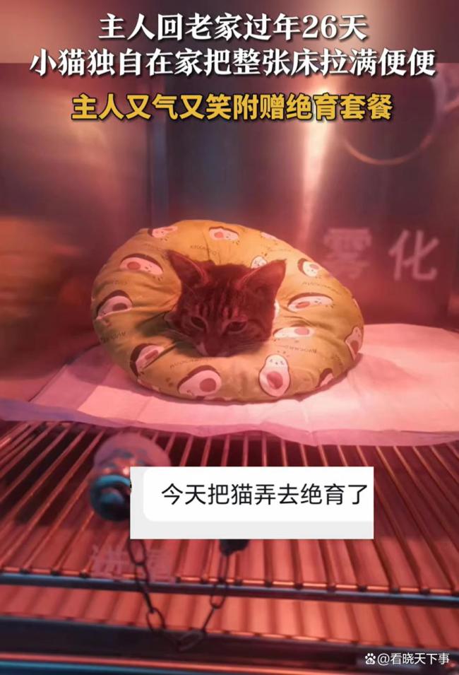 主人回家过年26天 小猫把床拉满便便 宠物的无声抗议