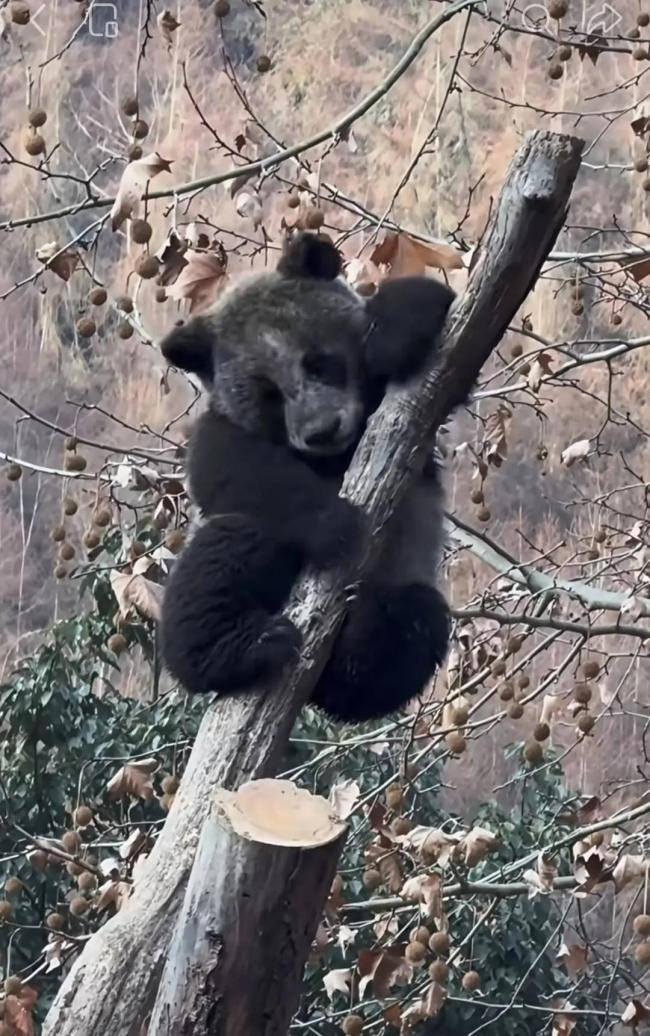 四川“全网最黑”大熊猫火了