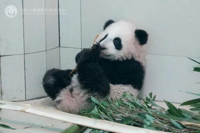 官方回应“全网最黑”大熊猫 打滚沾泥变黑