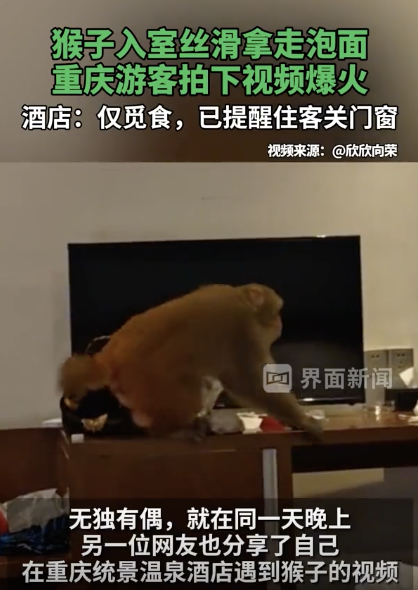 重庆猴子闯入酒店拿泡面 游客遭遇意外走红