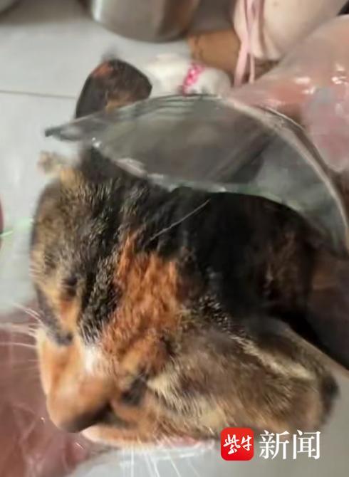 猫咪在家颈部被碎玻璃罐卡住