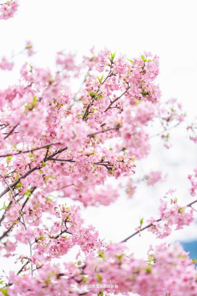 武汉樱花提前半个月开爆了 春花陆续绽放