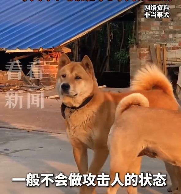 女孩遭猥亵爷爷维权被条款别声张 村支书举止曝光