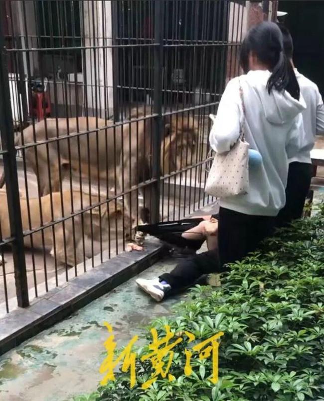 惊魂28秒 女孩喂狮子被隔栏抓腿