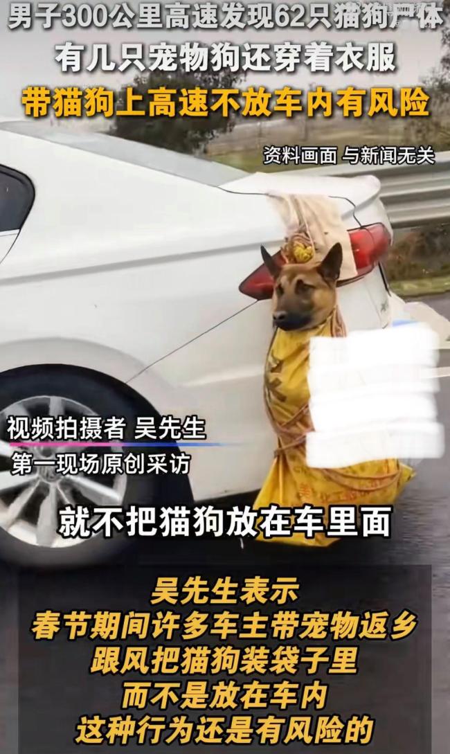男子高速路上发现62具宠物尸体 携宠返乡安全引热议