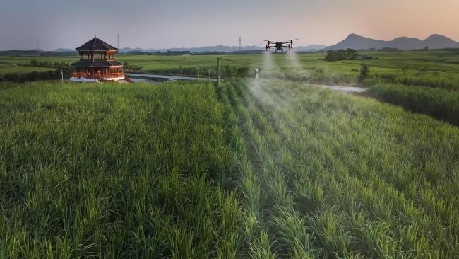 广西来宾:AI助力甘蔗撑起百亿产业