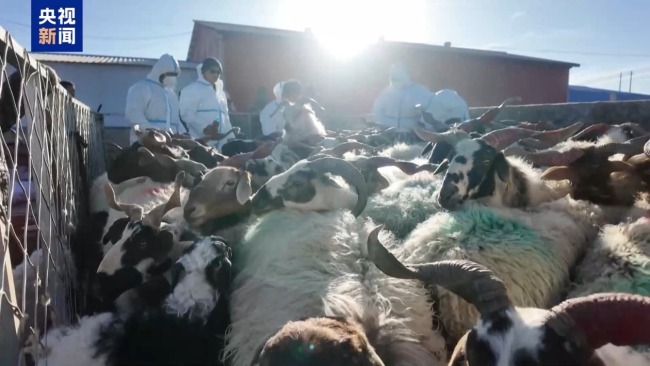 下山借牧还交上了朋友 这趟“冬牧”值了