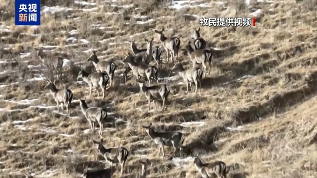下山借牧還交上了朋友 這趟“冬牧”值了