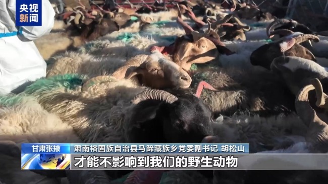 下山借牧还交上了朋友 这趟“冬牧”值了