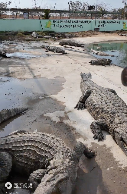 把鳄鱼养在家旁边是种什么体验