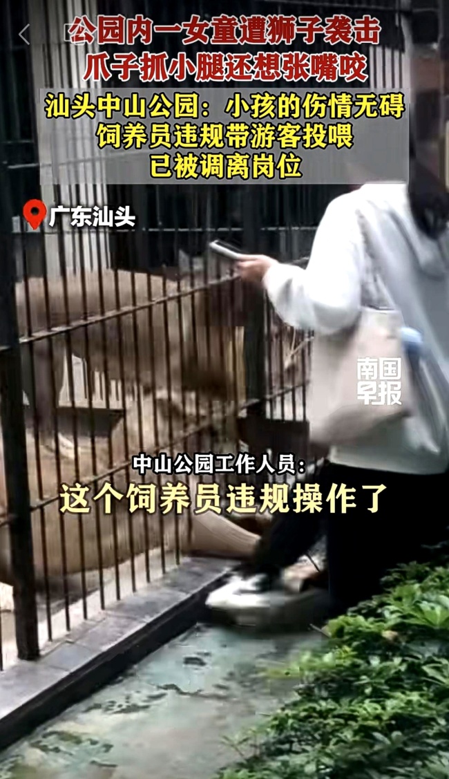 女童近距离投喂被狮子抓住 园区管理漏洞暴露