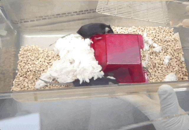 航天小鼠已顺利产下三窝后代 太空之旅增强生育能力