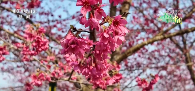 去踏青，春意正浓！“春日经济”蓬勃绽放