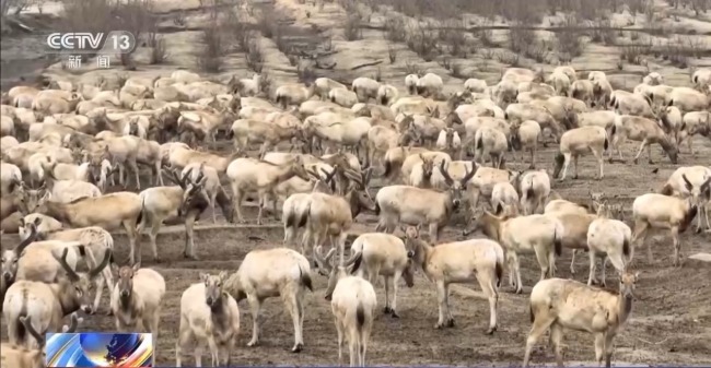 我国野生动植物保护交出亮眼答卷