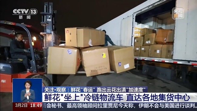 从花田到千家万户 一束云南鲜花的“春运之旅”