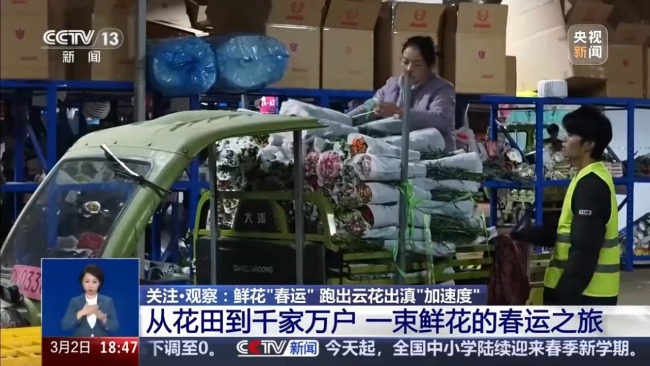 从花田到千家万户 一束云南鲜花的“春运之旅”