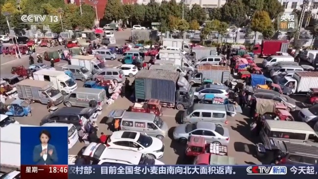 从花田到千家万户 一束云南鲜花的“春运之旅”