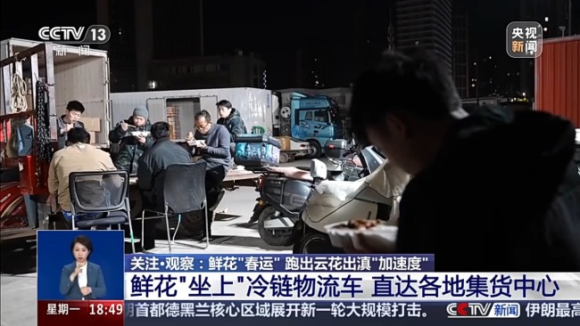 从花田到千家万户 一束云南鲜花的“春运之旅”