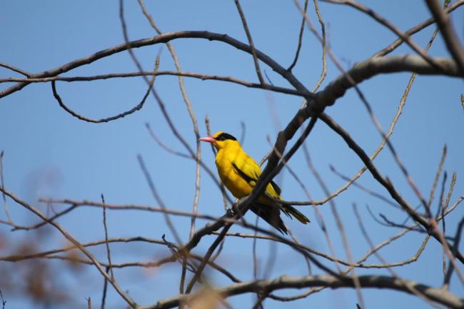惊蛰:“鸣翠柳”的可能不再是黄鹂 城市新鸟鸣春声