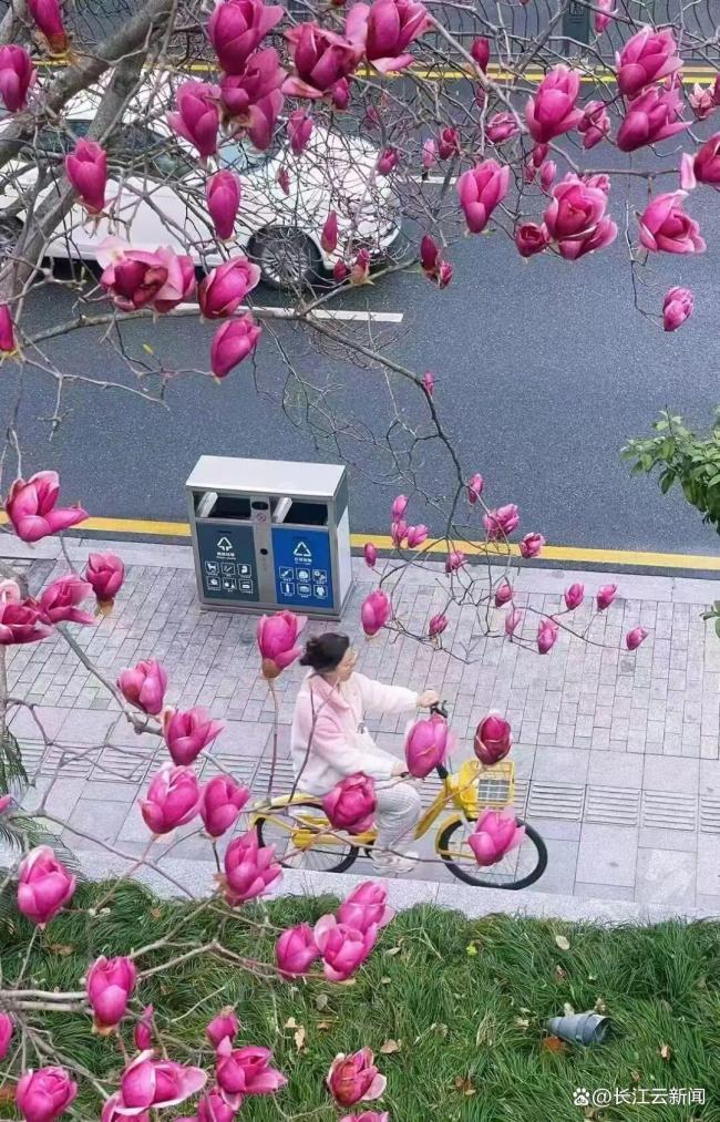 武汉将出现“超长春天” 花海接力赛开启