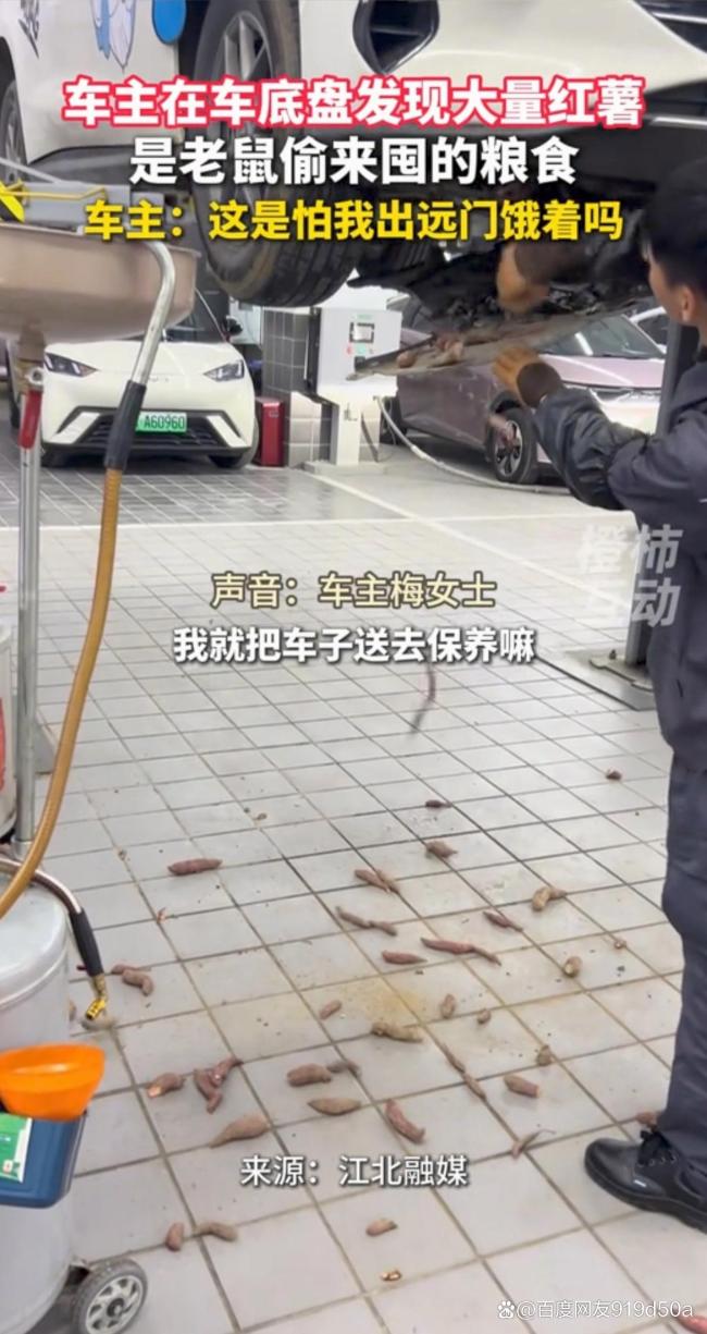 车停半个月被老鼠囤了20斤粮食