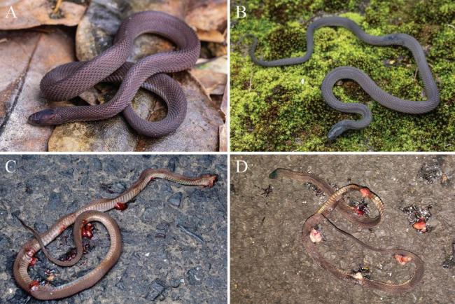 17岁男生发现新物种筷子蛇登上SCI 少年科学梦成真