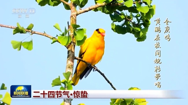 文化中國行丨二十四節氣·驚蟄