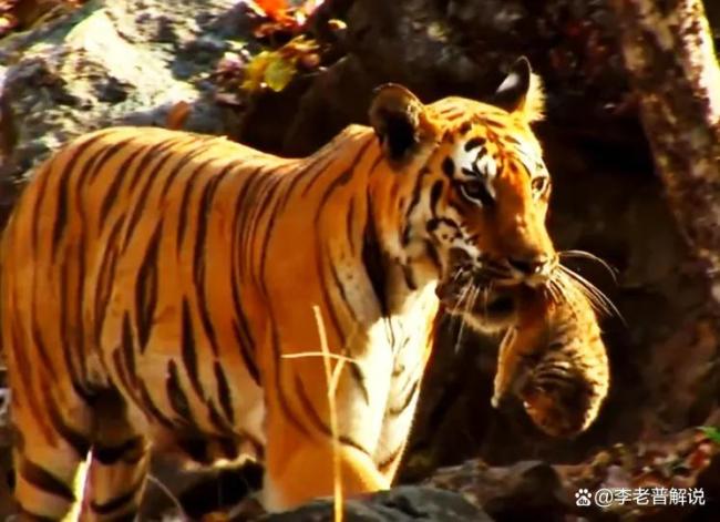 虎界有自己的金渐层银渐层 憨笑冷脸走红网络