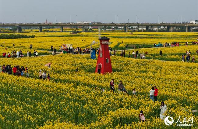 江西南昌：油菜花开春色美