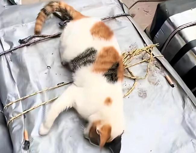 小区10余只流浪猫疑被毒杀 警方介入 现场惨不忍睹