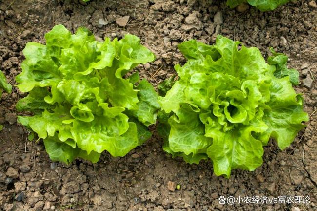 惊蛰后适合种什么蔬菜 5种蔬菜管理简单吃到夏天