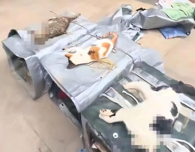 小区10余只流浪猫疑被毒杀 警方介入 现场惨不忍睹