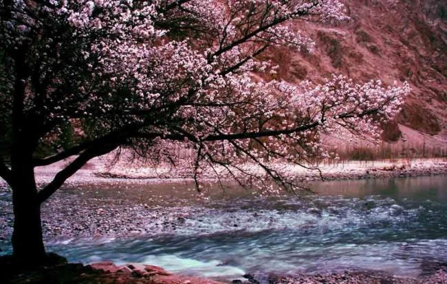 春日花海超治愈 花瓣如雨落肩头
