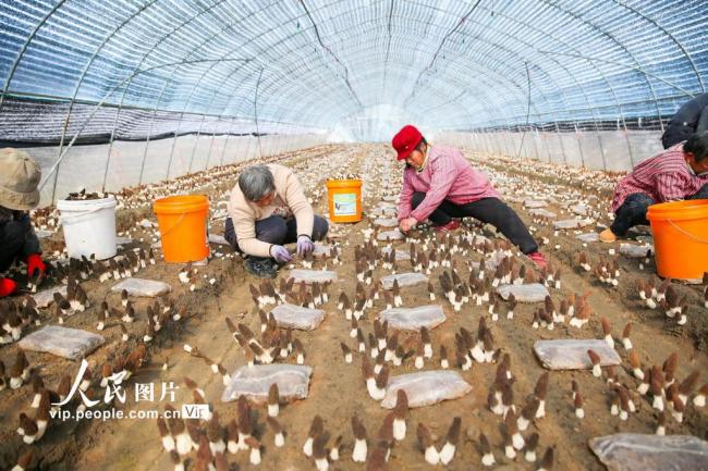 江苏如皋：采摘羊肚菌