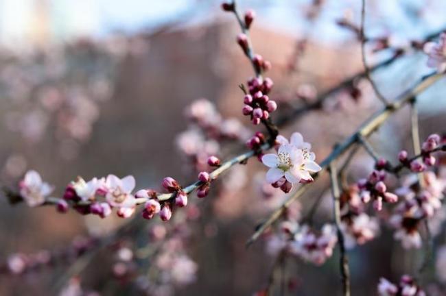 雪后北京天气晴朗,十里堡山桃花开 春日赏花正当时