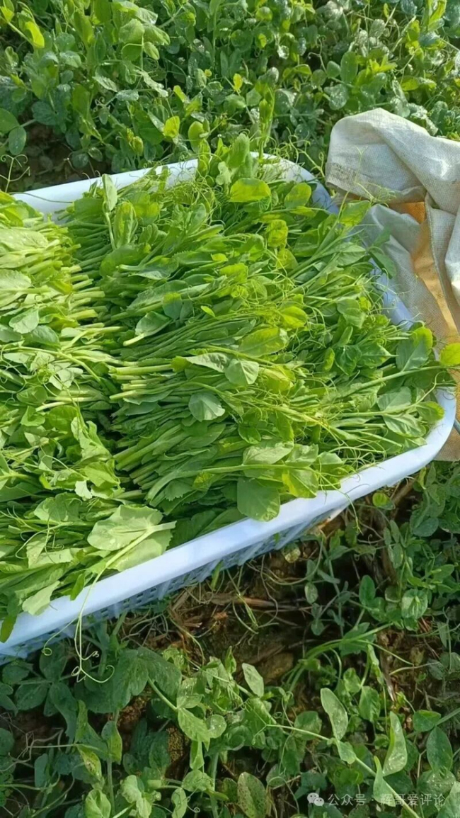 贵州豌豆尖100多1斤还有市场 蔬菜界的“爱马仕”