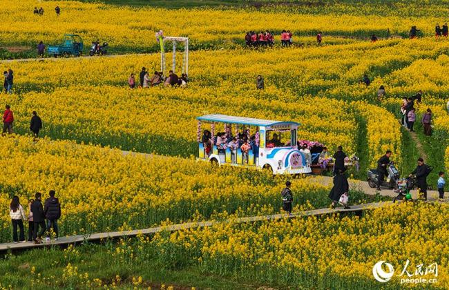 江西南昌：油菜花开春色美
