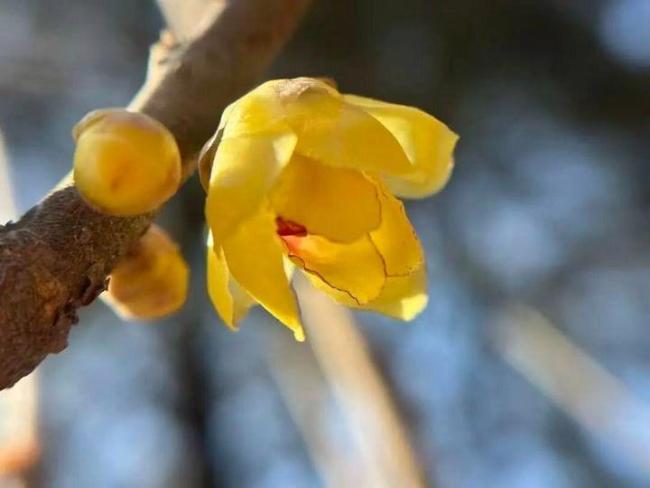 接下来是无数次的春和景明 花开满城浪漫时